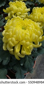 King Of Chrysanthemum, Yellow. 
It's A Spring Season Flowers From China. It Also An 