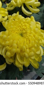 King Of Chrysanthemum, Yellow. 
It's A Spring Season Flowers From China. It Also An 