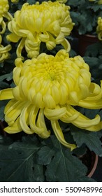 King Of Chrysanthemum, Yellow. 
It's A Spring Season Flowers From China. It Also An 