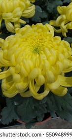 King Of Chrysanthemum, Yellow. 
It's A Spring Season Flowers From China. It Also An 