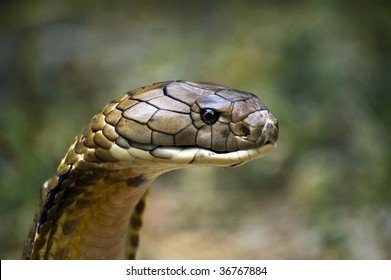 King Cobra