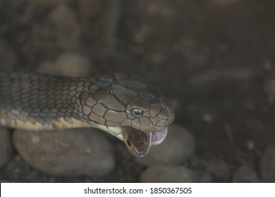 King Cobra Is Eating Ptyas Korros Snake