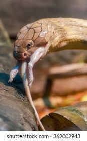 A King Cobra Eating A Rat - Bronx Zoo - New York City