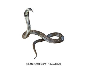 7,033 King Cobra Image Images, Stock Photos & Vectors | Shutterstock