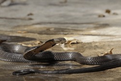 King Cobra (Ophiophagus hannah). The world's longest venomous snake ...