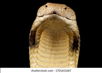 King Cobra Ophiophagus Hannah Stock Photo 1701651067 | Shutterstock