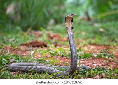 The King Cobra (Ophiophagus Hannah)