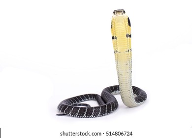 King Cobra, Ophiophagus Hannah, 