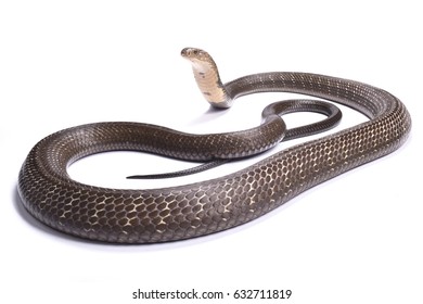 King Cobra Ophiophagus Hannah Stock Photo 632711828 | Shutterstock