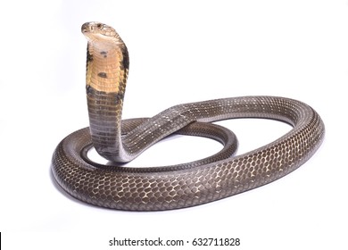 King cobra (Ophiophagus hannah) 