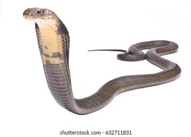 King cobra (Ophiophagus hannah) 