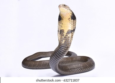 King Cobra (Ophiophagus Hannah) 