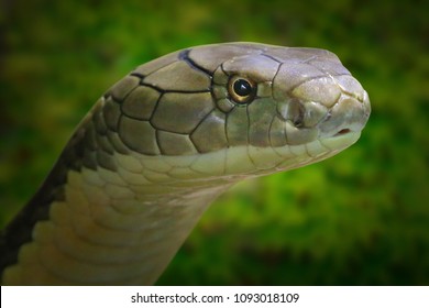 The King Cobra, Ophiophagus hannah. Portrait of a world's longest venomous snake. Dangerous animal for travelers in asian destinations. Wildlife photography.