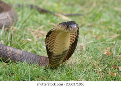 The King Cobra (Ophiophagus Hannah) Is Ready To Attack.