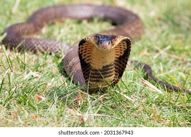 The King Cobra (Ophiophagus Hannah) Is Ready To Attack.