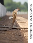 The king cobra (Ophiophagus hannah) is a species of venomous elapid snake endemic to jungles in Southern and Southeast Asia.