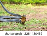King cobra, Ophiophagus hannah is a venomous snake species of elapids endemic to jungles in Southern and Southeast Asia, goa india 