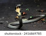 The king cobra or Ophiophagus hannah is a venomous snake endemic to Asia. 