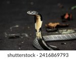 The king cobra or Ophiophagus hannah is a venomous snake endemic to Asia. 