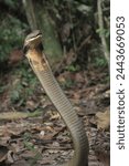 The king cobra (Ophiophagus hannah) is a venomous snake endemic to Asia. The only member of the genus Ophiophagus.