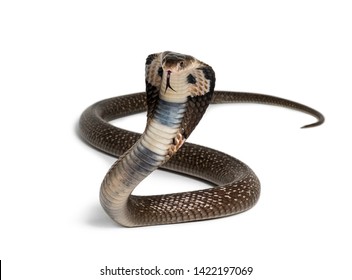 Королевская кобра, Офиофаг Ханна, ядовитая змея на белом фоне, смотрящая в камеру на белом фоне