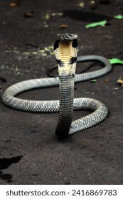 The king cobra or Ophiophagus hannah is a venomous snake endemic to Asia. 
