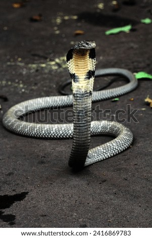 The king cobra or Ophiophagus hannah is a venomous snake endemic to Asia. 