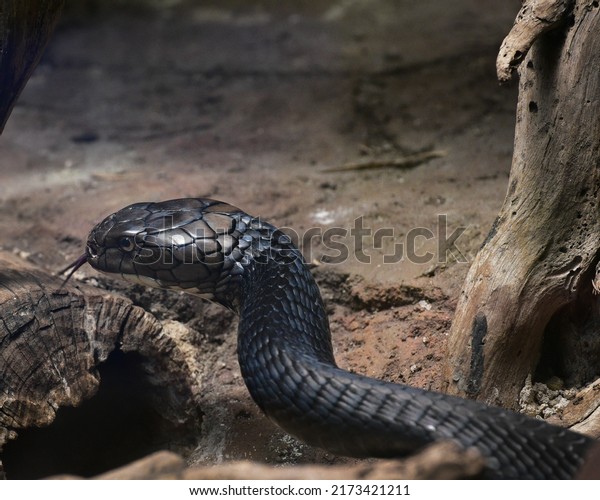 King Cobra Ophiophagus Hannah Venomous Snake库存照片2173421211 | Shutterstock