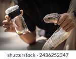 King cobra (Ophiophagus hannah) yellow venom at the bottom of tumbler from milking venomous snake by biting and releasing for just 1 second.