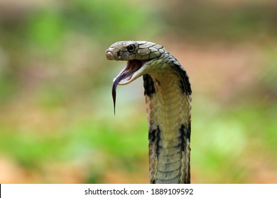 King Cobra Snake Closeup Head From Side View, King Cobra Snake Ready To Attack 