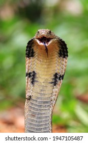 King Cobra Snake Closeup Head From Side View, King Cobra Snake Ready To Attack 