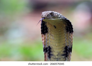 Cobra Striking Images Stock Photos Vectors Shutterstock