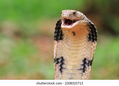 King Cobra Snake Closeup Head From Side View, King Cobra Snake Ready To Attack 