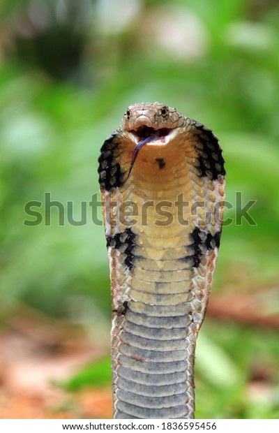 King Cobra Snake Closeup Head Fron Stock Photo (Edit Now) 1836595456