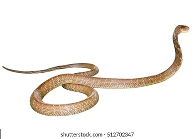 spine2d snake