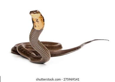 King Cobra Snake Ready To Strike