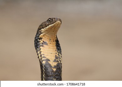 King Cobra Venomous Snake Endemic Forests Stock Photo 1708641718 ...