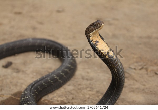 King Cobra Venomous Snake Endemic Forests Stock Photo 1708641724 ...