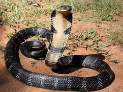 The King Cobra's Average Size Is 10 To 12 Feet (3 To 3.6 Meters), But It Can Reach 18 Feet (5.4 Meters). King Cobras Live In Northern India, East To Southern China, Including Hong Kong And Hainan; Sou