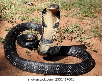 The king cobra's average size is 10 to 12 feet (3 to 3.6 meters), but it can reach 18 feet (5.4 meters). King cobras live in northern India, east to southern China, including Hong Kong and Hainan; sou