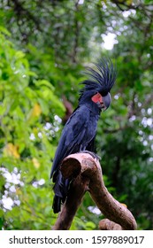 King Cockatoo Scientific Name Probosciger Aterrimus Stock Photo ...