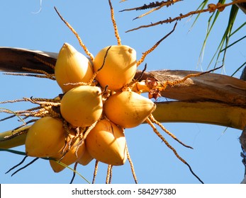 King Coconut Bunches Growing On Palm Tree Is Native To Sri Lanka Where It Is Known As 