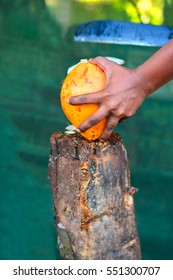 King Coconut. King Coconut Is A Well Known Source Of Carbohydrates, Vitamin E, Iron, Calcium, Phosphorus And High Dietary Soluble Fibre, Appreciable Amounts Of Protein And Fat