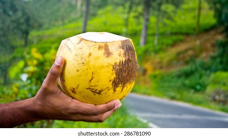 King Coconut, King Coconut Is A Well-Known Source Of Carbohydrates, Vitamin E, Iron, Calcium, Phosphorus And High Dietary Soluble Fibre, Appreciable Amounts Of Protein And Fat