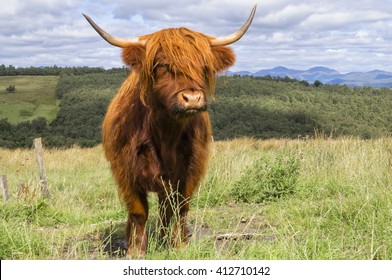 819 Cattle King Images, Stock Photos & Vectors 