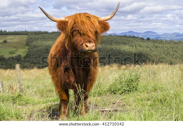 King Cow Stock Photo (Edit Now) 412710142
