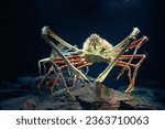 King crab in aquarium Kaiyukan japan