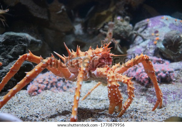 King crab in the bottom\
of the ocean