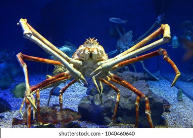King Crab close up