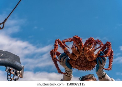 King Crab On Blue Sky Background. Hands Are Holding A Huge Crab. Fresh Catch On A Fishing Boat. Bering Sea Animal. Very Tasty And Healthy Meat.